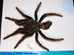 Theraphosa leblondi